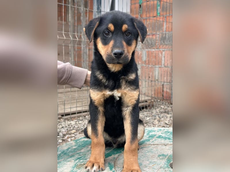 Jumbo ❤️ lieb, sozial & so verschmust!