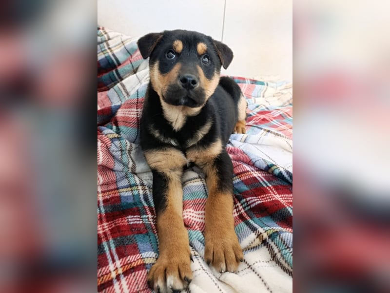 Jumbo ❤️ lieb, sozial & so verschmust!