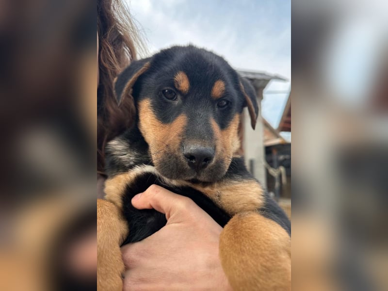 Jumbo ❤️ lieb, sozial & so verschmust!