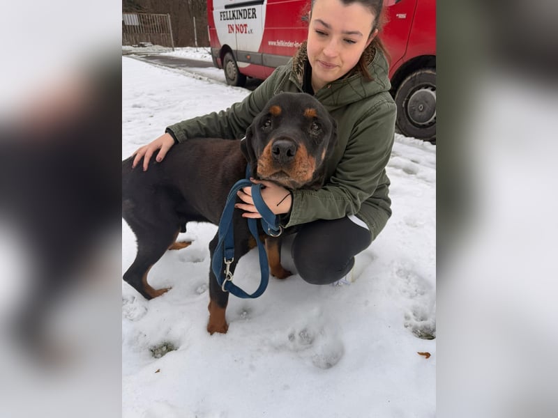 Notfall Hunde Opa Oliver sucht dringend ein zuhause oder eine Pflegestelle