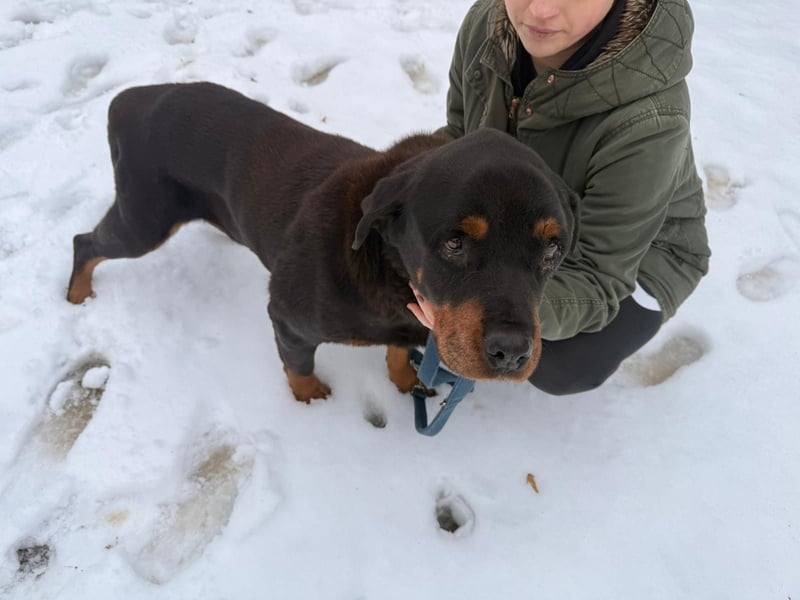 Notfall Hunde Opa Oliver sucht dringend ein zuhause oder eine Pflegestelle