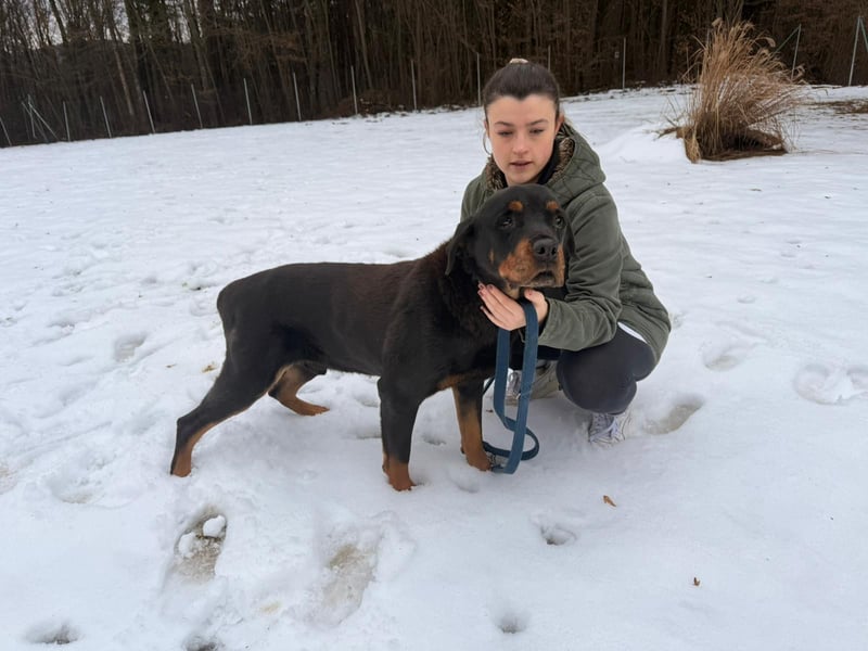 Notfall Hunde Opa Oliver sucht dringend ein zuhause oder eine Pflegestelle