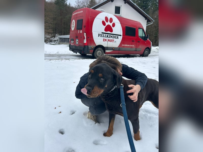 Notfall Hunde Opa Oliver sucht dringend ein zuhause oder eine Pflegestelle