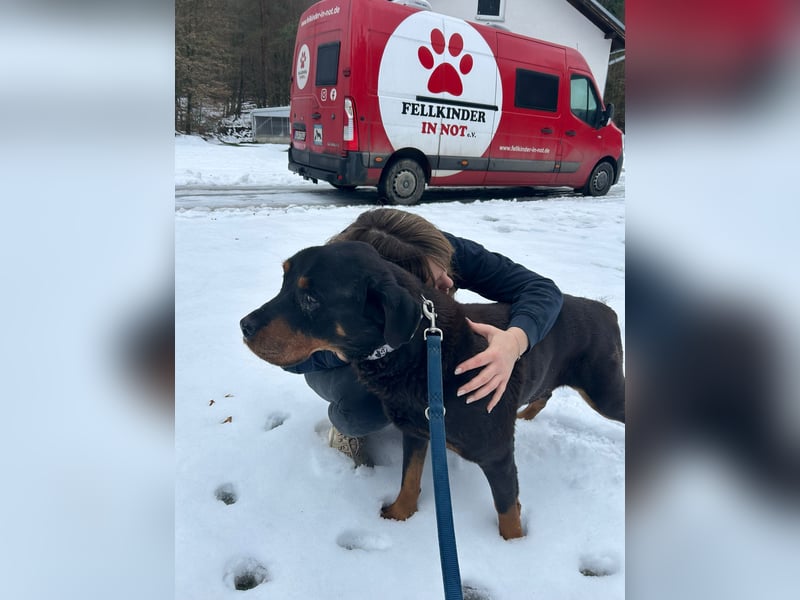 Notfall Hunde Opa Oliver sucht dringend ein zuhause oder eine Pflegestelle