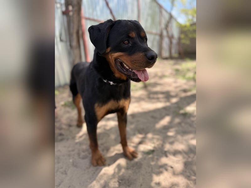 Rocky KC -Wunderschöner Rottweiler-Bub sucht sein Happy End