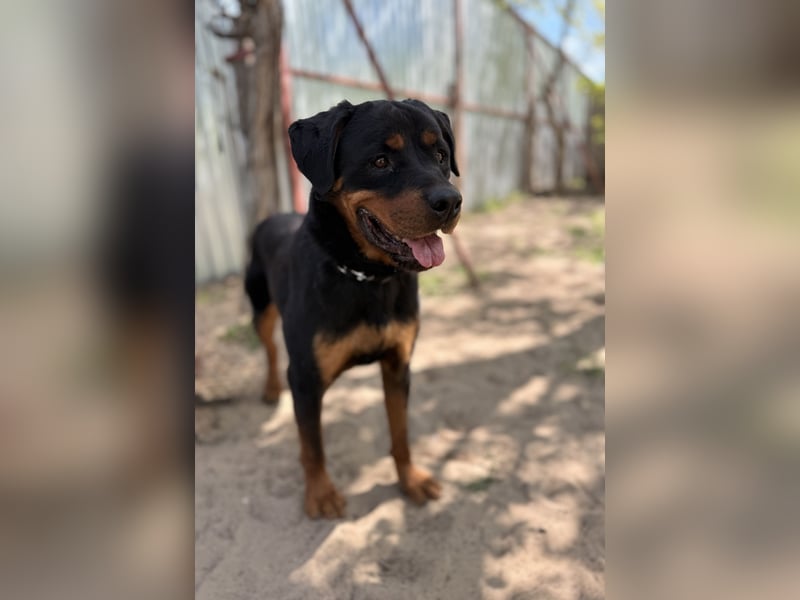 Rocky KC -Wunderschöner Rottweiler-Bub sucht sein Happy End