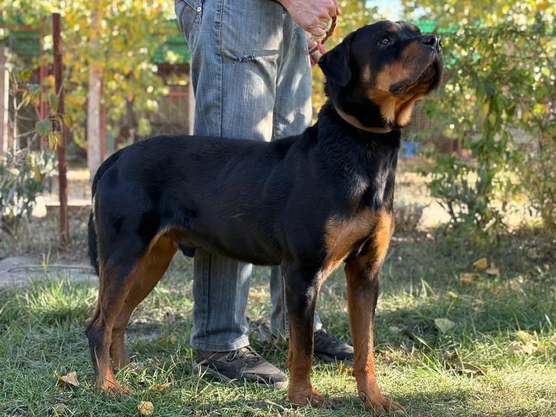 Rocky KC -Wunderschöner Rottweiler-Bub sucht sein Happy End