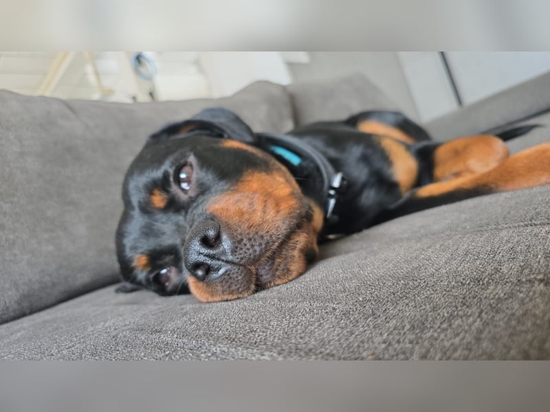 Mila sucht ihr Zuhause fürs Leben ❤️