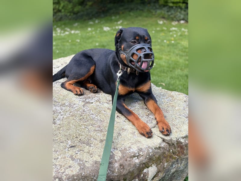 Mila sucht ihr Zuhause fürs Leben ❤️