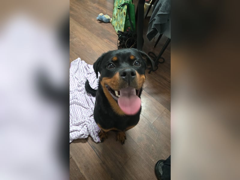 Mila sucht ihr Zuhause fürs Leben ❤️