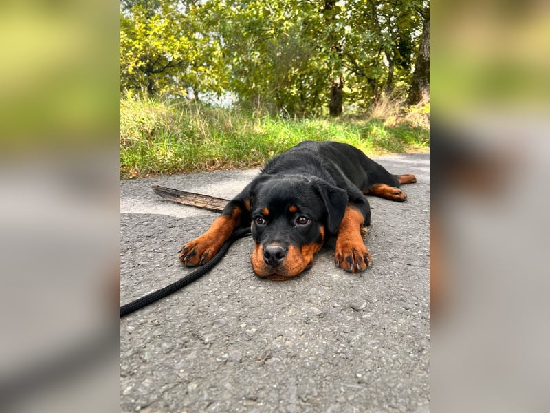 Mila sucht ihr Zuhause fürs Leben ❤️