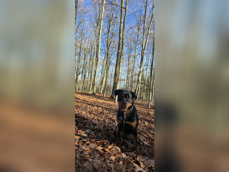 Mila sucht ihr Zuhause fürs Leben ❤️