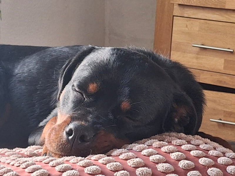 Mila sucht ihr Zuhause fürs Leben ❤️