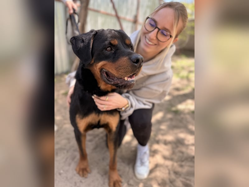 Rocky KC -Wunderschöner Rottweiler-Bub sucht sein Happy End