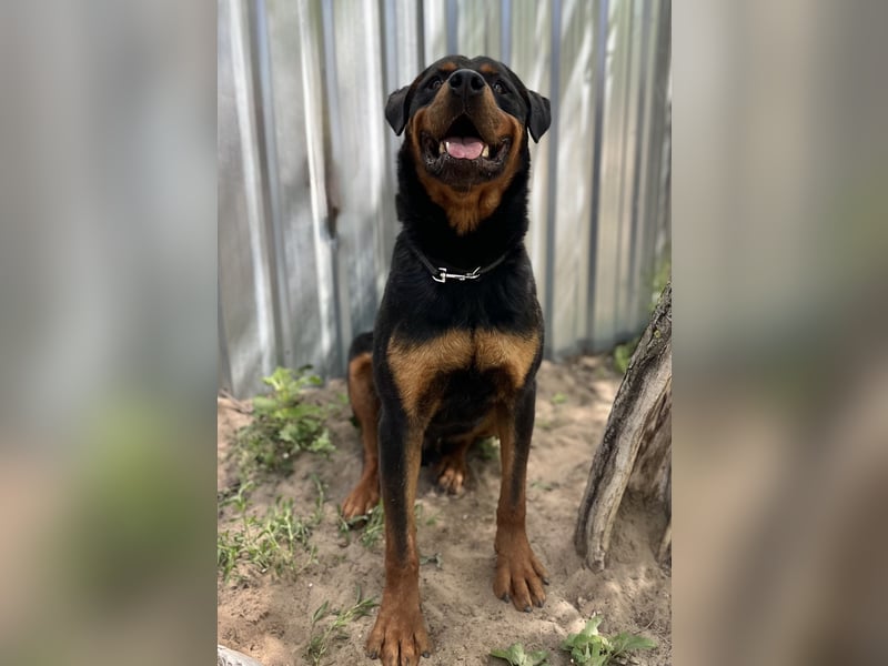 Rocky KC -Wunderschöner Rottweiler-Bub sucht sein Happy End