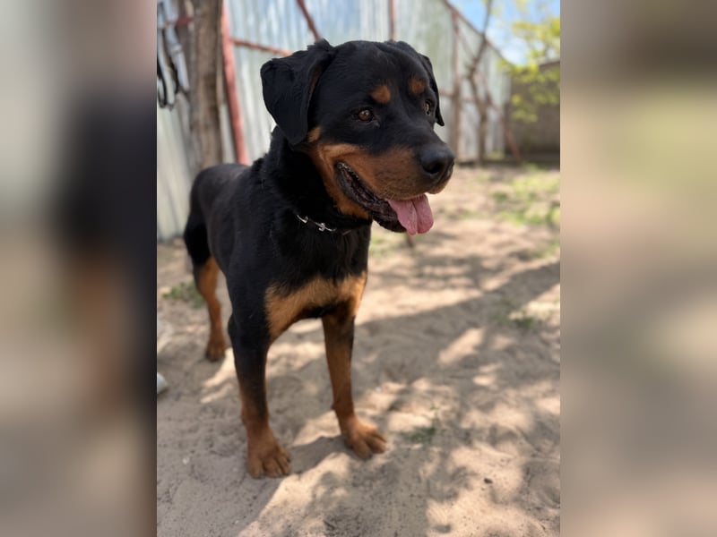 Rocky KC -Wunderschöner Rottweiler-Bub sucht sein Happy End
