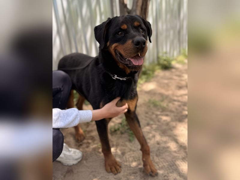Rocky KC -Wunderschöner Rottweiler-Bub sucht sein Happy End