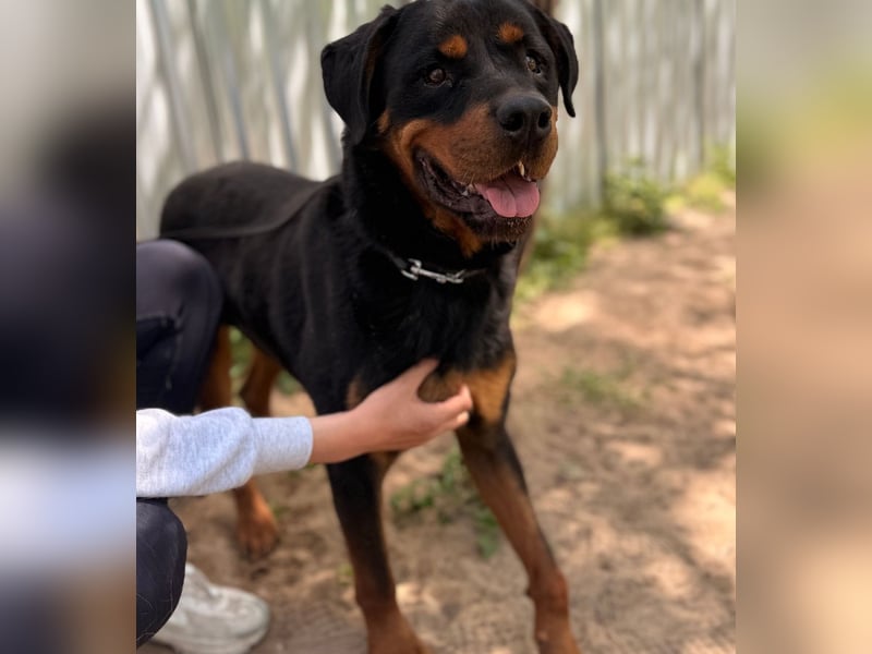 Rocky KC -Wunderschöner Rottweiler-Bub sucht sein Happy End