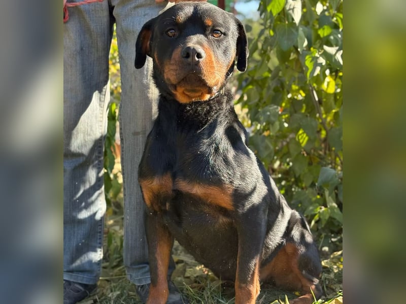 RUSTY (Rotring) -Wunderschöner Rottweiler Bub sucht sein Happy End!