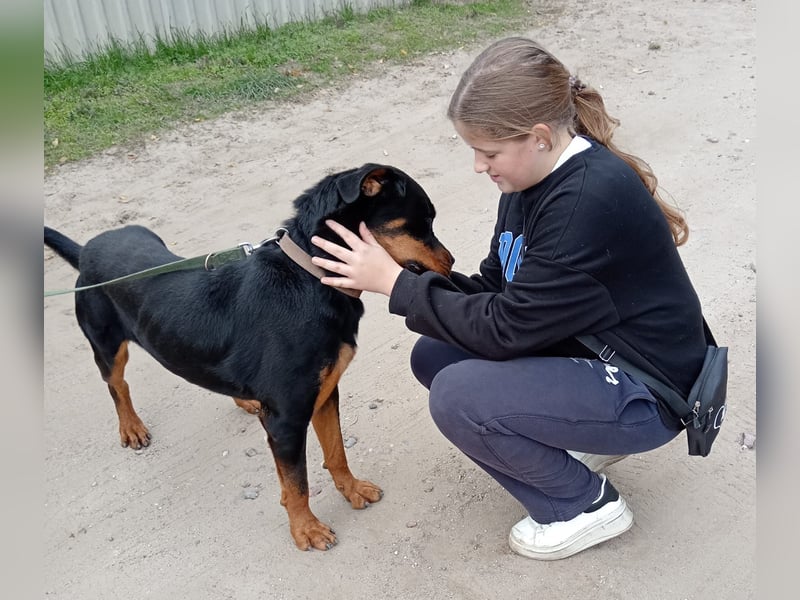 Rocky KC -Wunderschöner Rottweiler-Bub sucht sein Happy End