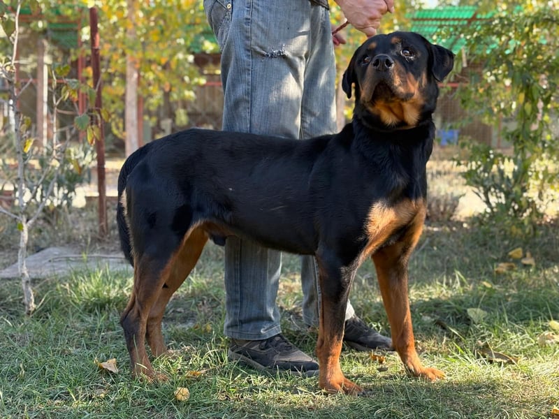 ROCKY - Wunderschöner Rottweiler Bub sucht sein Happy End