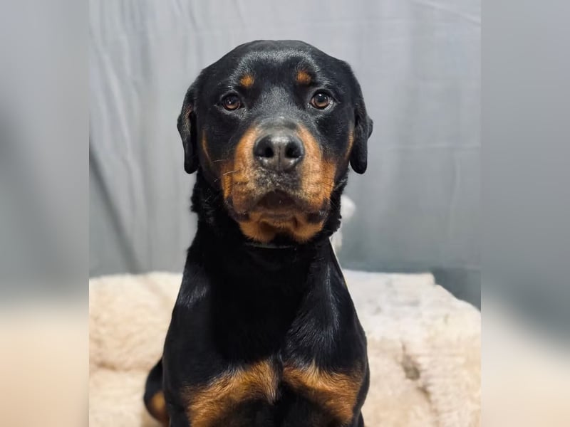 RUSTY (Rotring) -Wunderschöner Rottweiler Bub sucht sein Happy End!