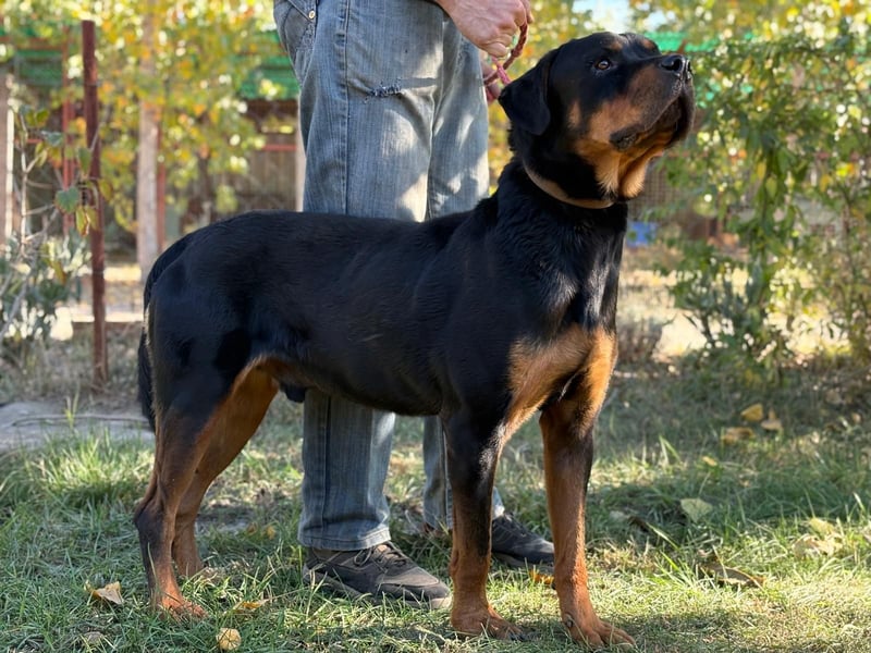 ROCKY - Wunderschöner Rottweiler Bub sucht sein Happy End