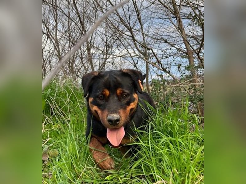 Rottweiler-Hündin Wilma (3) sehnt sich nach einer Familie