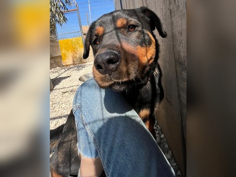 Rottweiler-Hündin Wilma (3) sehnt sich nach einer Familie