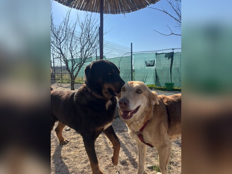 Luli (5) unser lustiger Rottweiler-Mischling