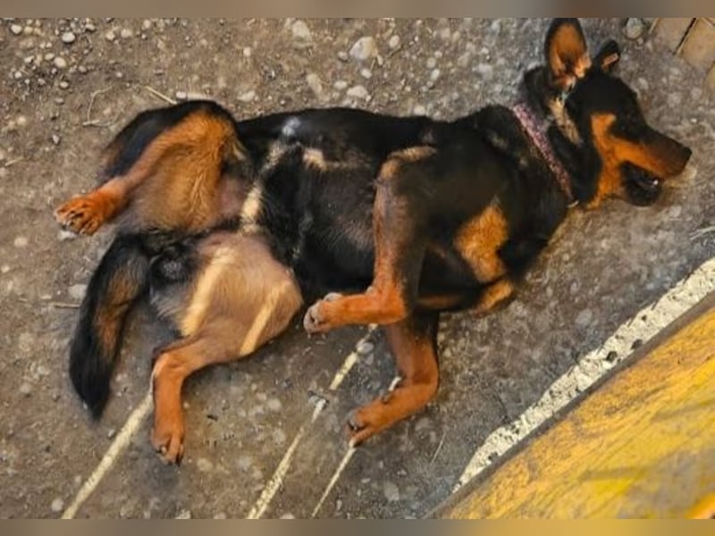 Rottweiler-Hündin Wilma (3) sehnt sich nach einer Familie