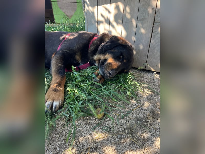Luli (5) unser lustiger Rottweiler-Mischling