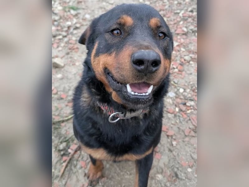 Rottweiler-Hündin Wilma (3) sehnt sich nach einer Familie