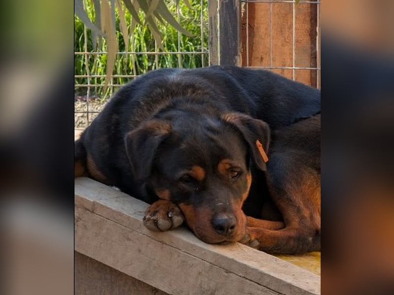 Rottweiler-Hündin Wilma (3) sehnt sich nach einer Familie