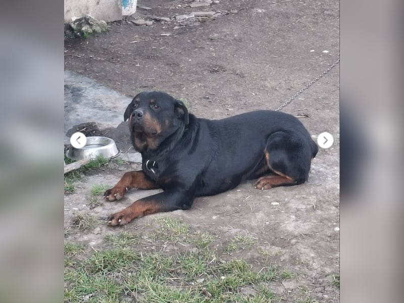 BALU (VA) – sucht dringend erfahrenen Menschen an seiner Seite