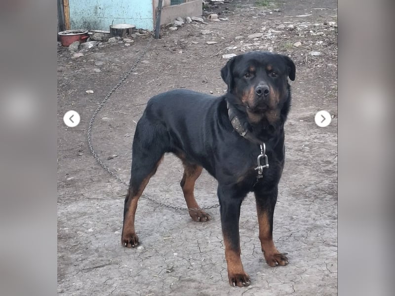 BALU (VA) – sucht dringend erfahrenen Menschen an seiner Seite