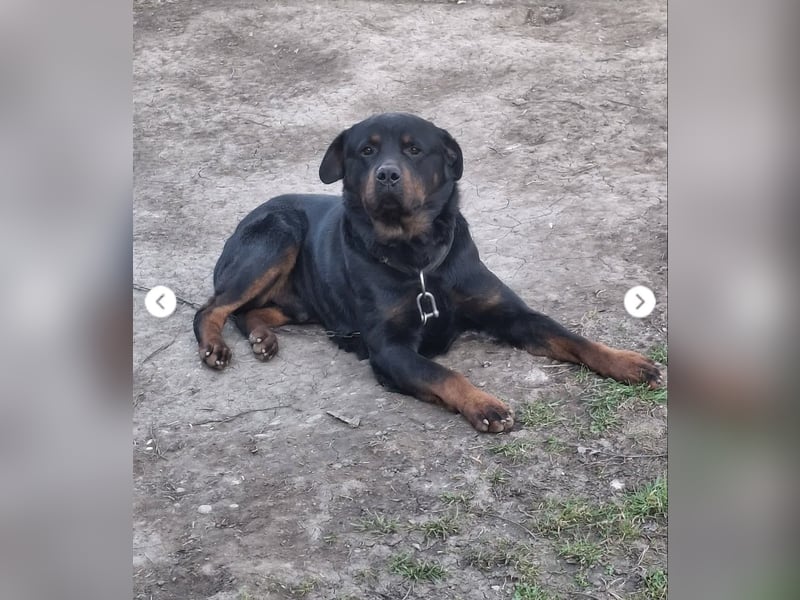 BALU (VA) – sucht dringend erfahrenen Menschen an seiner Seite