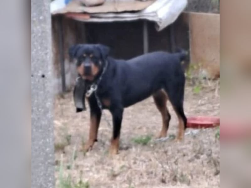 Ursa musste an der Kette leben