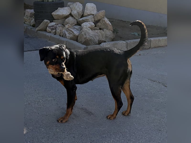 Ursa musste an der Kette leben
