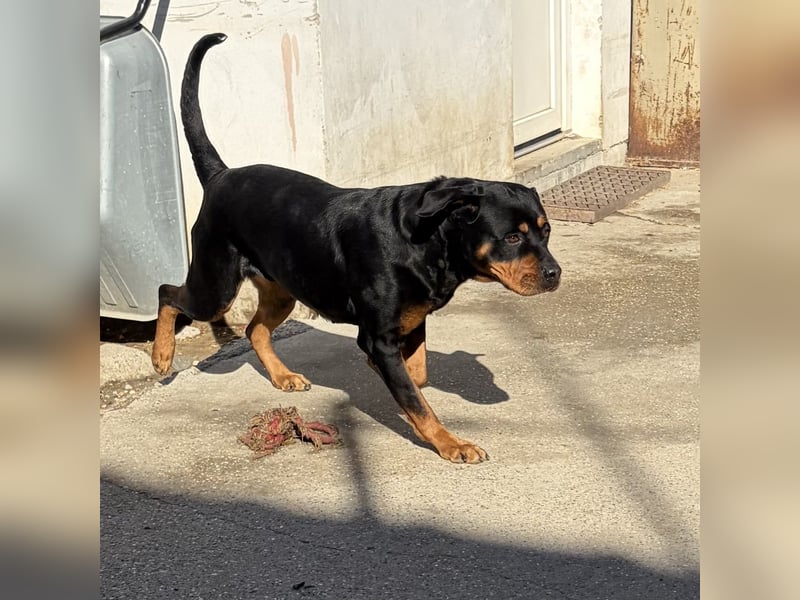 Ursa musste an der Kette leben