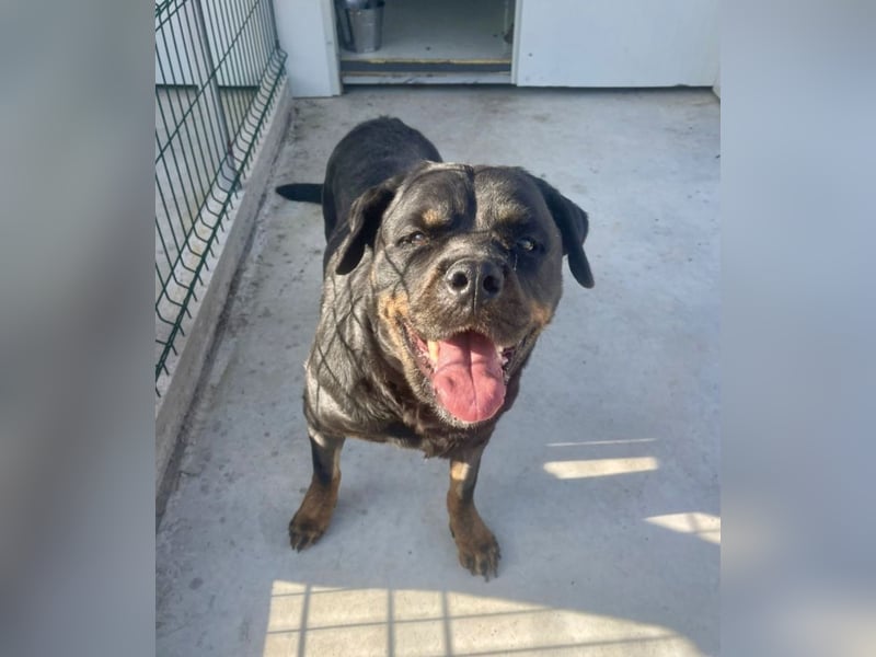 Jessy - liebe, sanfte Rottweiler-Hündin sucht Familie!