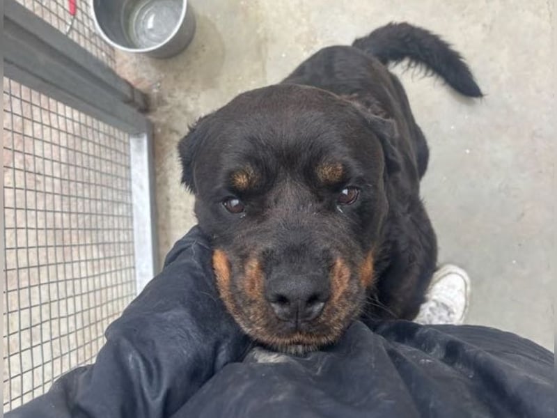 Jessy - liebe, sanfte Rottweiler-Hündin sucht Familie!