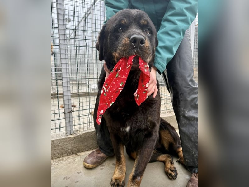 Jessy - liebe, sanfte Rottweiler-Hündin sucht Familie!
