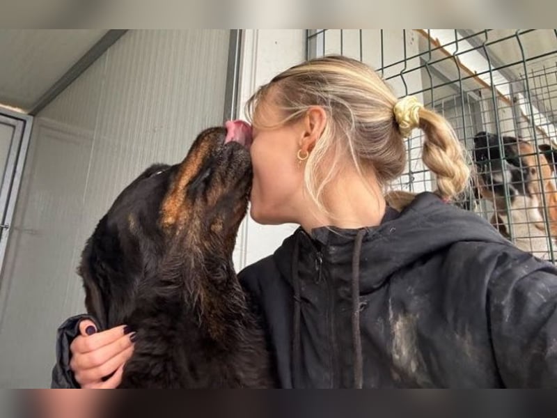 Jessy - liebe, sanfte Rottweiler-Hündin sucht Familie!