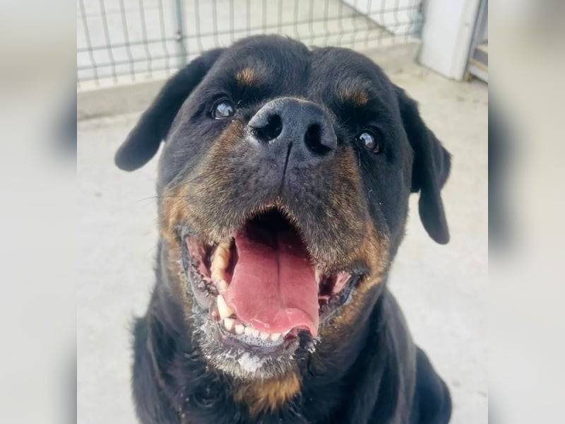 Jessy - liebe, sanfte Rottweiler-Hündin sucht Familie!