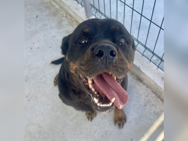 Jessy - liebe, sanfte Rottweiler-Hündin sucht Familie!