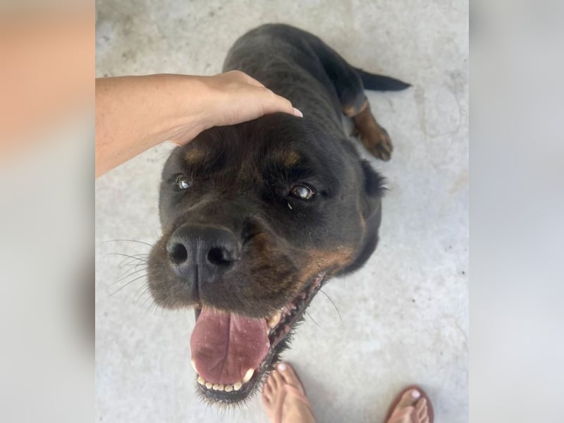 Jessy - liebe, sanfte Rottweiler-Hündin sucht Familie!