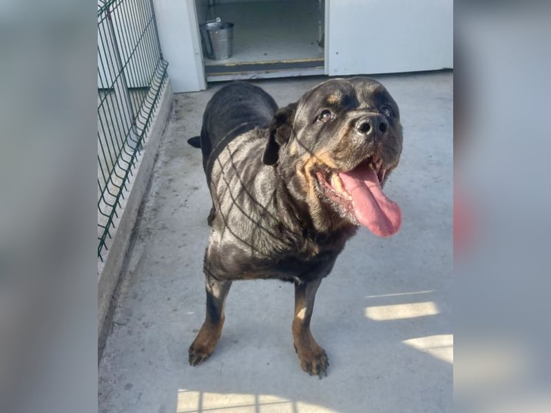 Jessy - liebe, sanfte Rottweiler-Hündin sucht Familie!