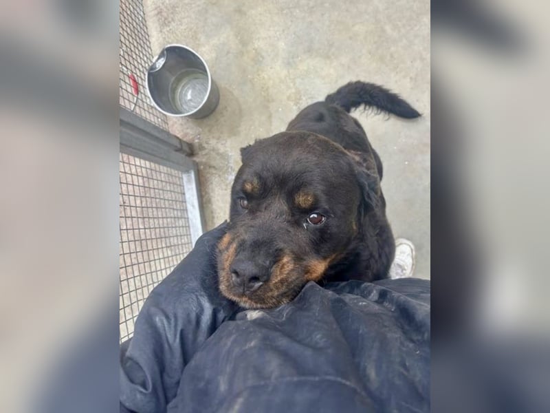 Jessy - liebe, sanfte Rottweiler-Hündin sucht Familie!
