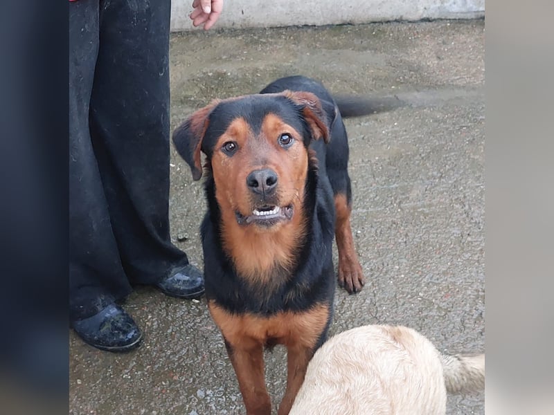 Bertone: trotz allem: er liebt Menschen über alles